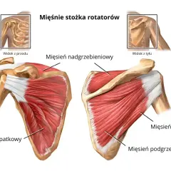 Anatomia barku z widocznymi mięśniami stożka rotatorów. Zrozumienie tych mięśni pomaga w leczeniu bólu barku.