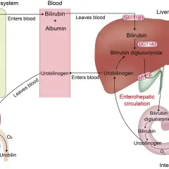 Schemat metabolizmu bilirubiny: od rozpadu hemoglobiny, przez wątrobę i nerki, do jelit. To badanie wyjaśnia, alp co to za badanie.