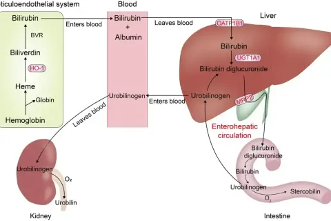 Schemat metabolizmu bilirubiny: od rozpadu hemoglobiny, przez wątrobę i nerki, do jelit. To badanie wyjaśnia, alp co to za badanie.