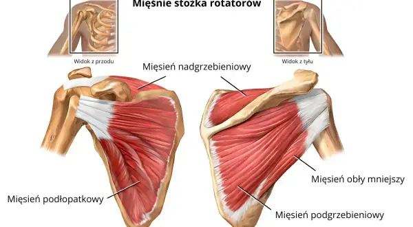 Anatomia barku z widocznymi mięśniami stożka rotatorów. Zrozumienie tych mięśni pomaga w leczeniu bólu barku.