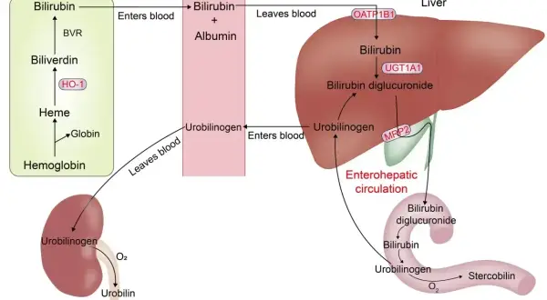 Schemat metabolizmu bilirubiny: od rozpadu hemoglobiny, przez wątrobę i nerki, do jelit. To badanie wyjaśnia, alp co to za badanie.