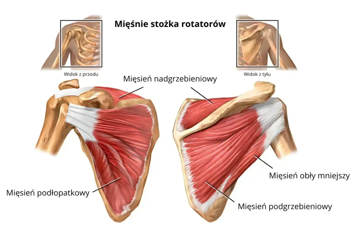 Anatomia ramienia z widocznymi mięśniami stożka rotatorów: mięsień nadgrzebieniowy, podłopatkowy, obły mniejszy i podgrzebieniowy.