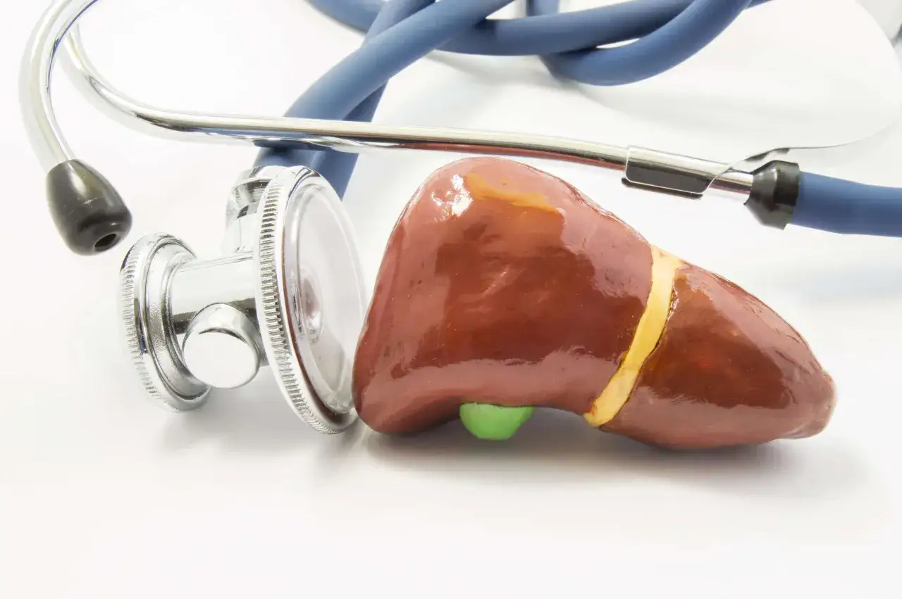 Model wątroby i stetoskop, niezbędny alat do diagnostyki.