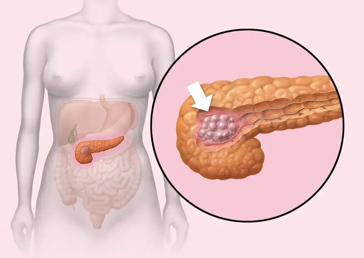 Anatomia trzustki i jej funkcje
