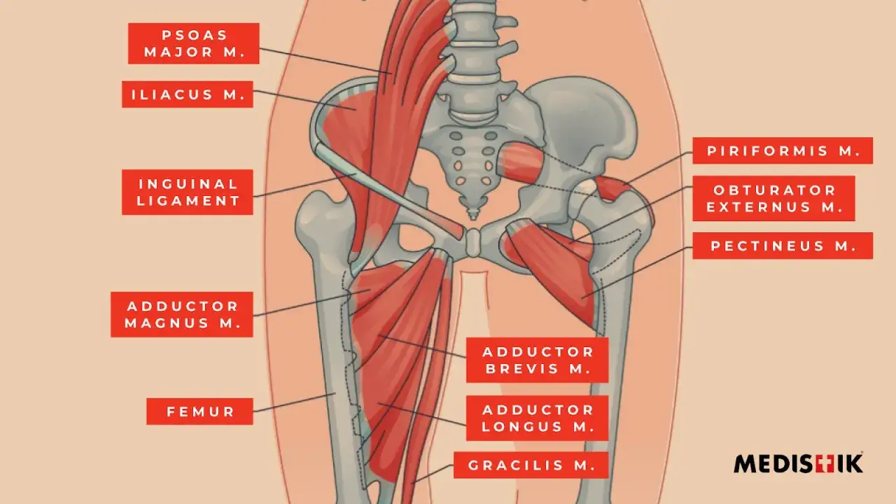 Anatomia miednicy i uda: widoczne mięśnie, w tym mięsień biodrowo-lędźwiowy (psoas major i iliacus), przywodziciele i inne.